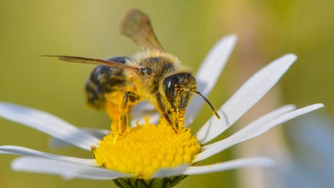 Eine Wildbiene sucht nach Nektar auf einer Blüte einer Magerwiesen-Margerite