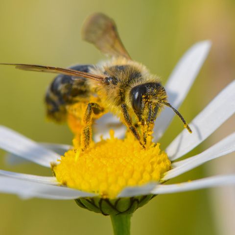 Eine Wildbiene sucht nach Nektar auf einer Blüte einer Magerwiesen-Margerite