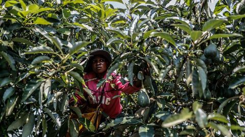 Arbeiter auf einer Avocados-Plantage in Südafrika.