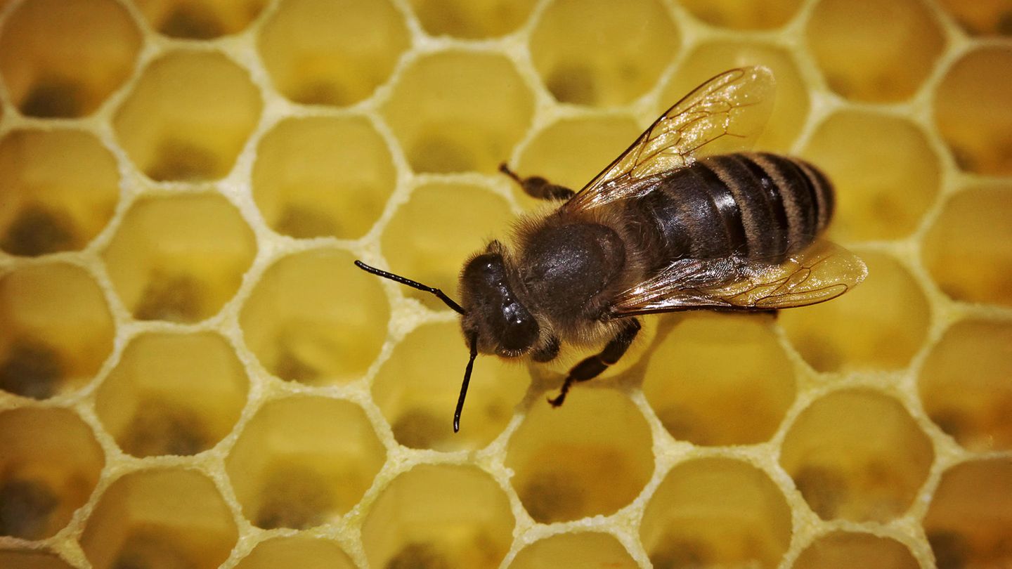 Eine Biene geht in einem Bienenstock über die mit Honig gefüllten Waben