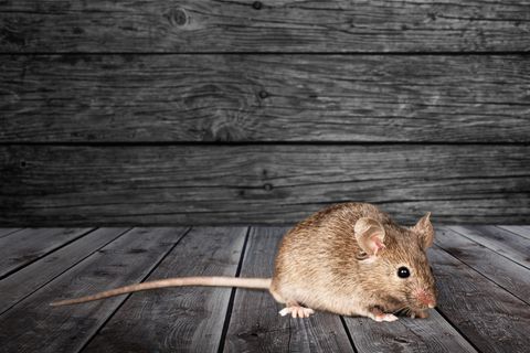 Eine einzelne Maus ist süß, aber in der Masse werden die Nager zum Problem