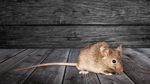 Eine einzelne Maus ist süß, aber in der Masse werden die Nager zum Problem