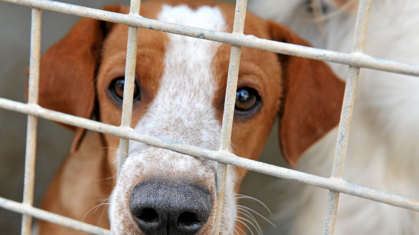 Hündin Bella lebt seit über 450 Tagen im Tierheim und konnte bislang kein Zuhause finden.