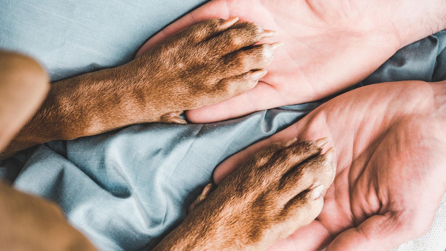 Köpekler için Paw Care: Köpek Sahipleri için İpuçları ve AIDS
