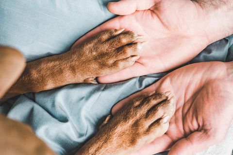 Hunde sind in Sachen Pfotenpflege auf ihr menschliches Gegenüber angewiesen
