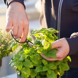 Der Name Melisse stamm aus dem griechischen Wortschatz und bedeutet so viel wie "Honigbiene"