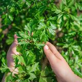 Petersilie kommt in Küchen weltweit zum Einsatz