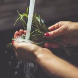 Mönche brachten den Rosmarin über die Alpen nach Deutschland