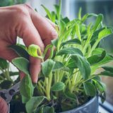 Es gibt mehr als 900 Arten Salbei