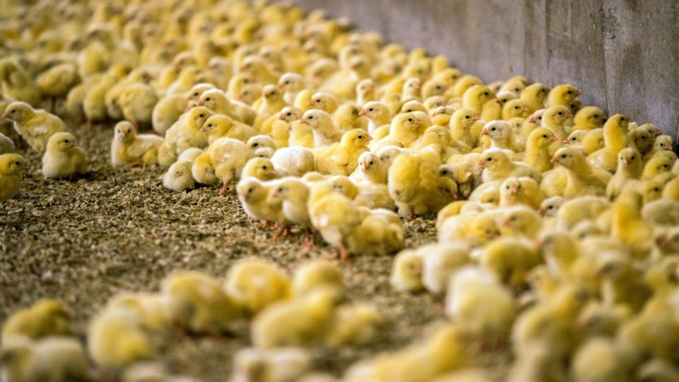 Wenige Tage alte Küken stehen in einem Hähnchenmastbetrieb