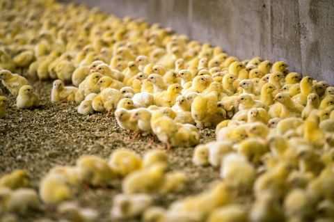 Wenige Tage alte Küken stehen in einem Hähnchenmastbetrieb