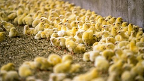 Viele kleine gelbe Küken laufen in einem Mastbetrieb auf dem Boden herum