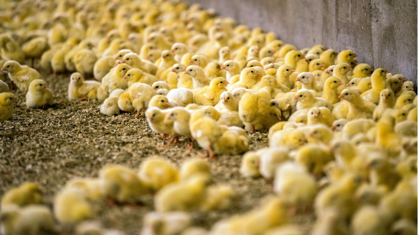 Viele kleine gelbe Küken laufen in einem Mastbetrieb auf dem Boden herum