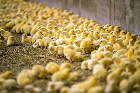 Viele kleine gelbe Küken laufen in einem Mastbetrieb auf dem Boden herum