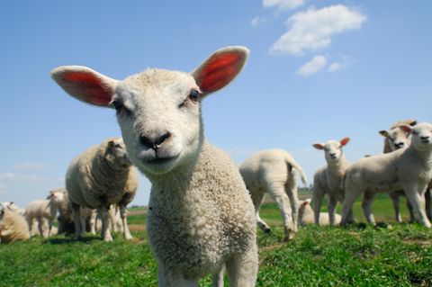 Wird das Freihandelskommen britische Bauern im Vereinigten Königreich gefährden?