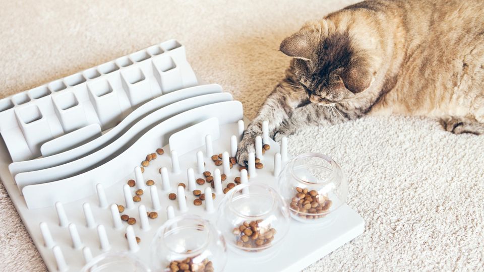 Intelligenzspielzeug für Katzen sorgt für Beschäftigung