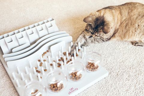 Intelligenzspielzeug für Katzen sorgt für Beschäftigung