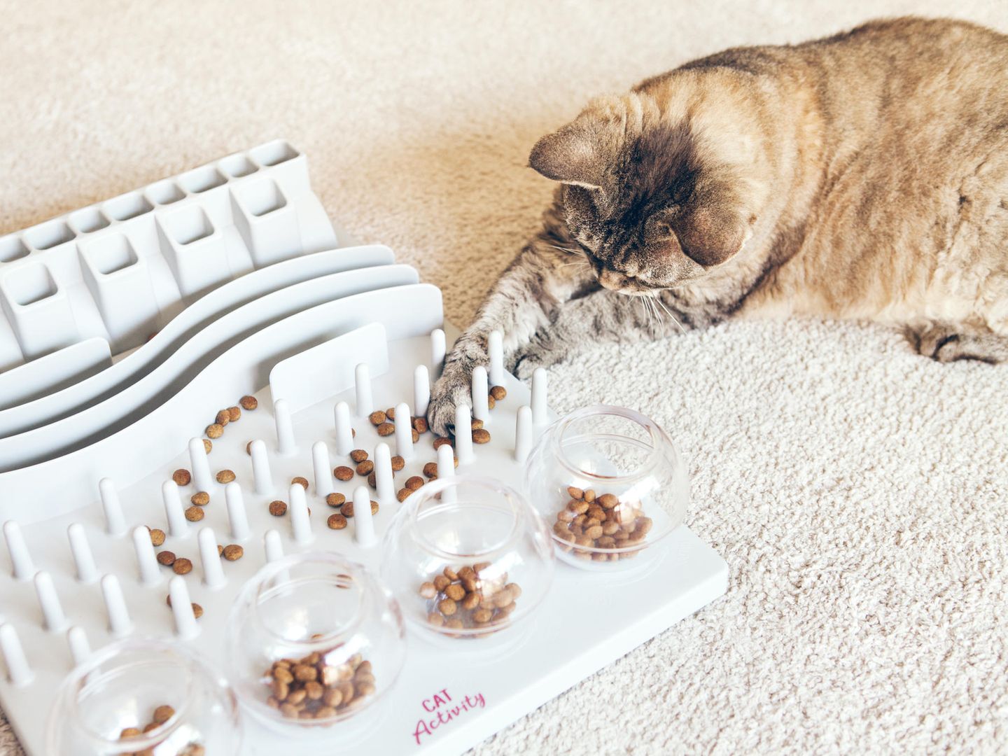 Intelligenzspielzeug fr Katzen: Ideen fr eine sinnvolle Beschftigung |  STERN.de