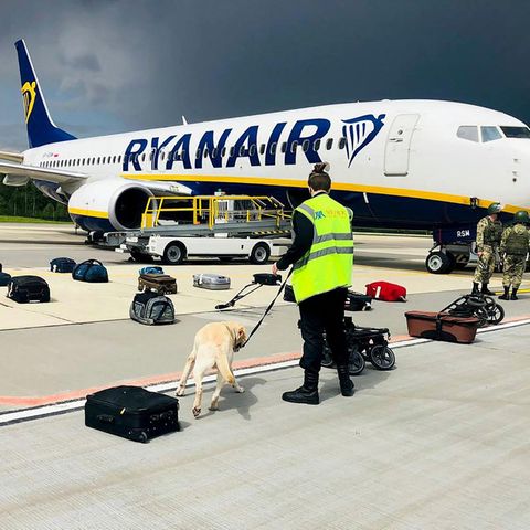 Minsk, Belarus: Ein Hundeführer kontrolliert nach der erzwungenen Landung das Gepäck der Ryanair Boeing 737-8AS