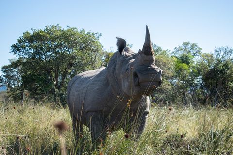 Nashorn-Bulle "Igor" im Buffalo Kloof Game Reserve, Südafrika