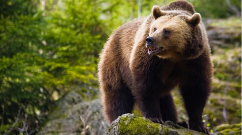 "Braunbären sind gefährliche Raubtiere", so der Zoodirektor des Zoos in Whipsnade, England (Symbolbild)