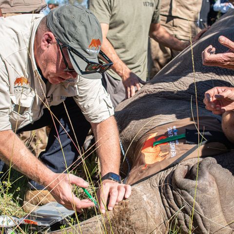 Eine präparierte Aminosäure im Horn des Tieres soll Nashorn-Wilderer abhalten.