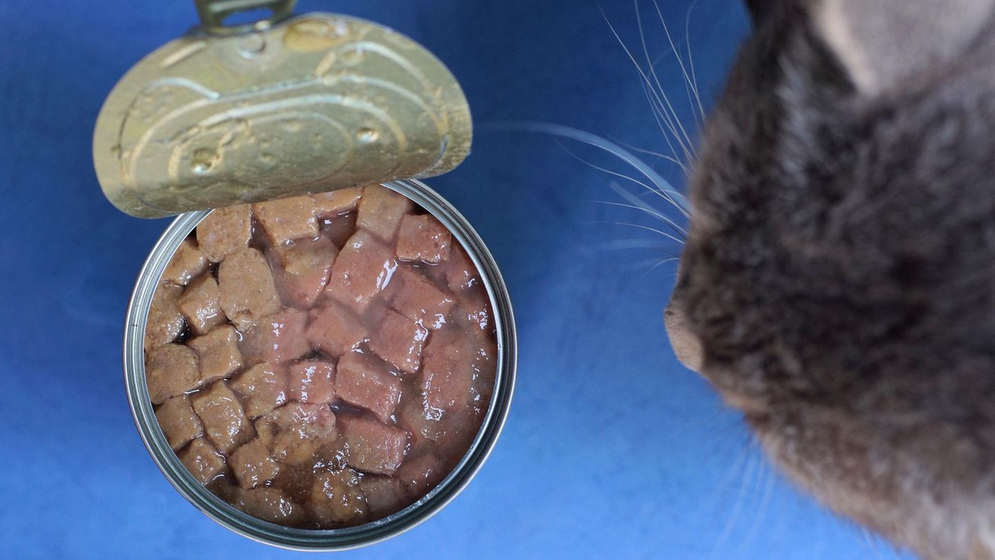Eine Katze schaut in eine Dose mit Futter
