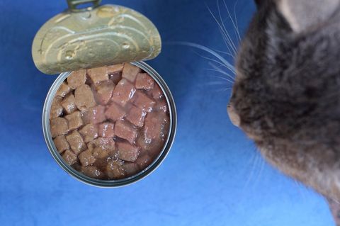Eine Katze schaut in eine Dose mit Futter