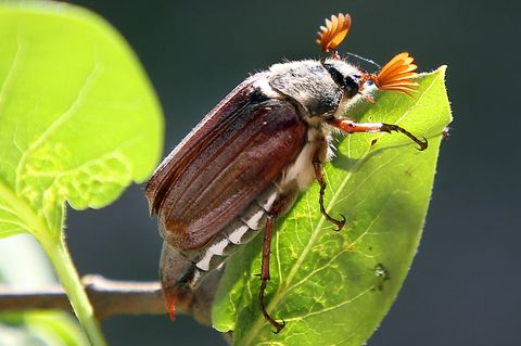 Ein Maikäfer sitzt auf einem Fliederbusch.