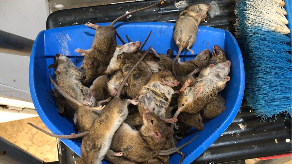 Australien leidet unter Mausplage Tote Mäuse liegen auf einer Kehrschaufel