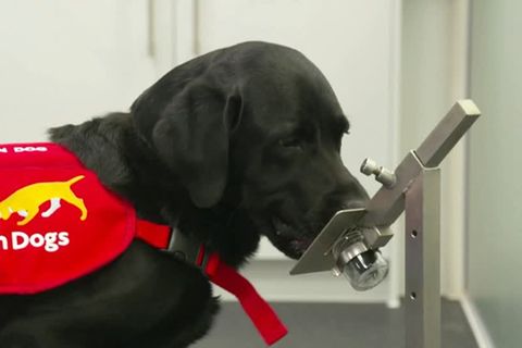 Ausgebildete Corona-Hunde: Diese Spürnasen erkennen Covid-19 – am Geruch der Socken