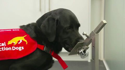 Tierische Röntgenbilder: Wenn die Dogge 43,5 Socken frisst