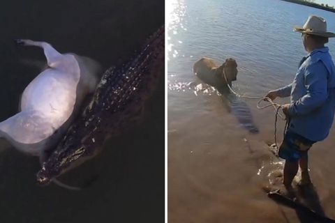 Links macht sich ein Krokodil über einen Kuhkadaver her. Recht zieht ein Fischer eine Kuh aus einem Fluss.