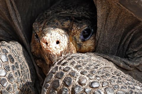 Eine Riesenschildkröte hat ihren Kopf so weit in ihren Panzer gezogen, dass nur die Nase noch von der Sonne beschienen wird