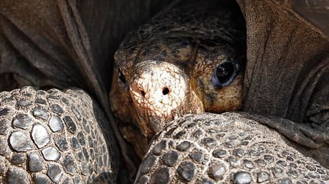 Eine Riesenschildkröte hat ihren Kopf so weit in ihren Panzer gezogen, dass nur die Nase noch von der Sonne beschienen wird