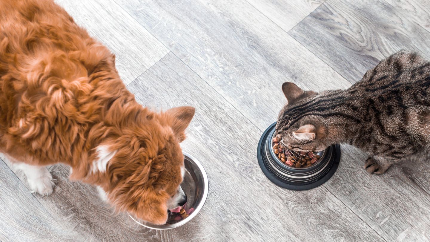 Hund und Katze fressen aus Näpfen