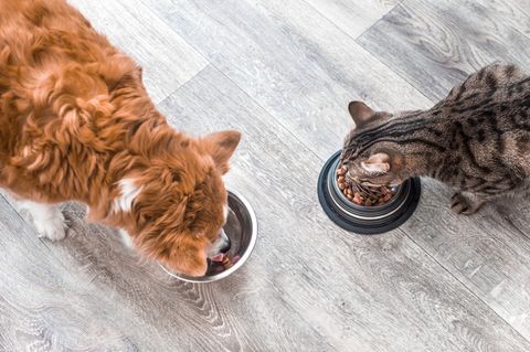 Hund und Katze fressen aus Näpfen