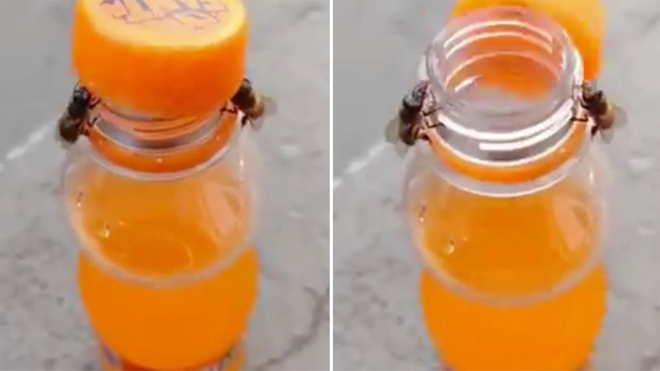 Weltbienentag: Kaum zu glauben: Zwei clevere Bienen öffnen zusammen den Drehverschluss einer Limoflasche