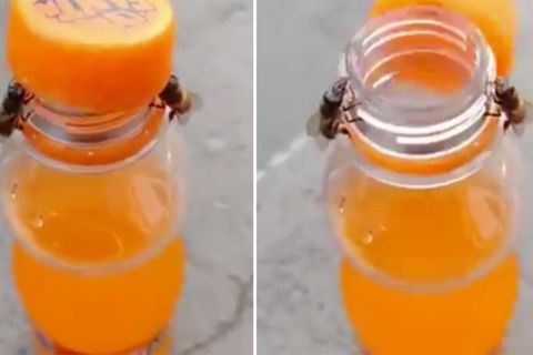 Weltbienentag: Kaum zu glauben: Zwei clevere Bienen öffnen zusammen den Drehverschluss einer Limoflasche