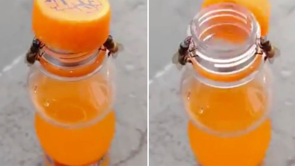 Bienensterben: Ungespülte Honiggläser im Altglascontainer: Todesurteil für ganze Bienenvölker