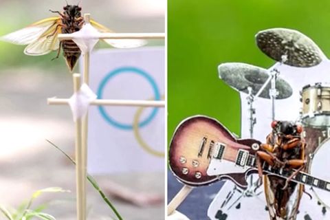 Milliarden Zikaden: Von wegen Plage: Fotografin verwandelt Insekten zu Olympioniken und Rockstars