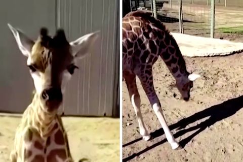 Links schaut eine junge Giraffe direkt in die Kamera, rechts betrachtet sie ihren eigenen Schatten auf dem Boden vor sich