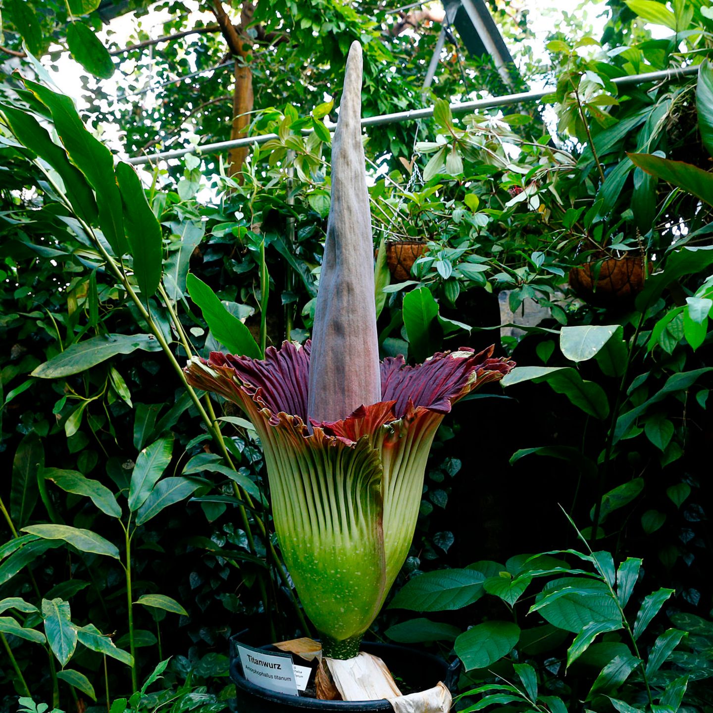 Bonn: Titanenwurz blht im Botanischen Garten und stinkt bestialisch