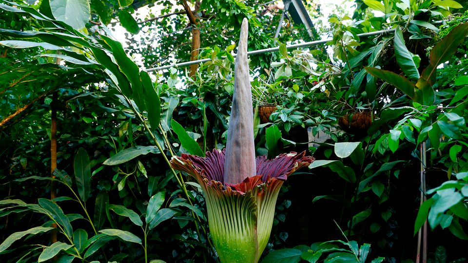Titanenwurz Eine riesige Blüte mit außen grünen und innen violetten Blättern öffnet sich um einen violett-grünen Kegel herum