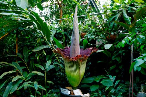 Eine riesige Blüte mit außen grünen und innen violetten Blättern öffnet sich um einen violett-grünen Kegel herum