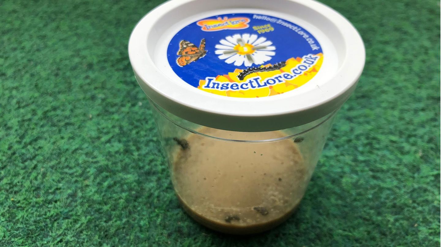 Schmetterlinge züchten: Distelfalterraupen im Becher