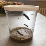 Schmetterlinge züchten: Die Raupen in ihrem Anzuchtbecher