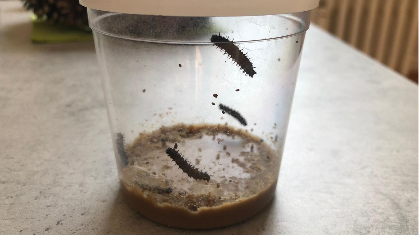 Schmetterlinge züchten: Die Raupen in ihrem Anzuchtbecher