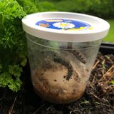 Schmetterlinge züchten: Distelfalterraupen in ihrem Anzuchtbecher