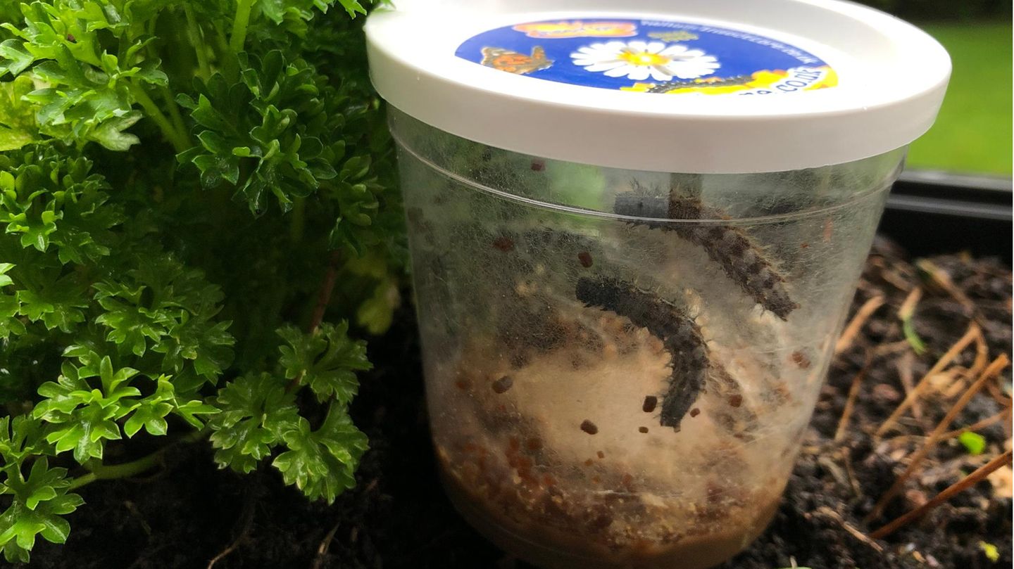 Schmetterlinge züchten: Distelfalterraupen in ihrem Anzuchtbecher